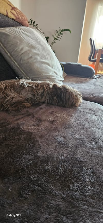 A medium, long-haired dog, possibly a Yorkie mix, is resting its head on the edge of a dark, fluffy couch. The dog's head is positioned against the couch's back, with its body stretching along the top of the back of the couch. To the left of the dog, a pillow with a zipper is visible, along with a blanket. The background shows a corner of a room with a plant and a chair. The location is Schwalbach, Germany.