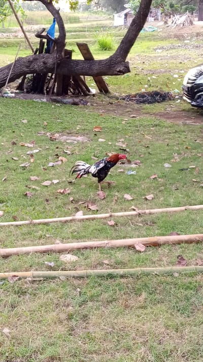 A rooster stands in a grassy area in Pasi ie Leubeue, Indonesia. The rooster is predominantly black and white with red markings on its head and neck. It is facing to the right, with its tail feathers fanned out. The ground is covered in green grass with scattered brown leaves. In the background, there are fallen trees, some wooden structures, a blue tarp, and a portion of a car. Two bamboo poles are placed horizontally across the foreground of the image.