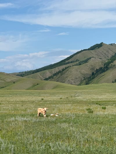 The image depicts a pastoral landscape with rolling, green hills under a blue sky with scattered white clouds. In the foreground, a vast field of tall, green grass stretches out. Two young cows are visible in the field. One cow, light brown in color, stands upright and faces the camera. To its right, another cow is lying down. The background features a series of undulating hills covered in green vegetation, with darker patches of trees scattered on their slopes. The overall scene is one of natural beauty and tranquility in a rural setting. The location is specified as Safronov, Russia.
