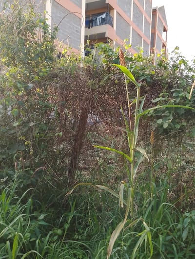 The image depicts an outdoor scene in Olkeri ward, Kenya, characterized by dense vegetation immediately adjacent to a multi-story residential building. In the foreground, tall green grasses and broad-leaved plants are prominent, with a singular stalk of a plant resembling sorghum or millet, complete with a brown, cylindrical seed head, centered and slightly to the right. Behind this, a thick, unkempt hedge composed of green foliage and dry, intertwining branches extends across the mid-ground. Sections of this hedge appear to contain integrated barbed wire. The background features a multi-story residential building constructed with visible grey concrete blocks and accented with light orange/peach trim around its structural elements. Multiple balconies are visible on the building; one on an upper floor displays various items of clothing hanging to dry on a line. No individuals, explicit actions, or interactions are present within the frame. The scene is illuminated by natural daylight.