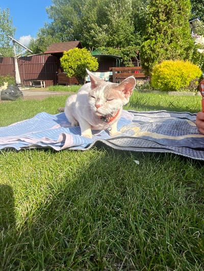 A light-colored, short-haired cat with pink ears and patches of light brown fur is lying on a striped blanket spread on a green grassy lawn. The cat is wearing an orange collar with a silver bell. It is a sunny day, and the cat's eyes are closed, possibly from the sunlight. In the background, there is a brown wooden fence, a small shed with a red roof, and various trees and bushes. To the right of the cat, a person's hand is visible, holding an orange object, possibly a phone, as if taking a picture. The setting appears to be a residential backyard in a rural or suburban area, consistent with a location in Вельяминово, Russia.