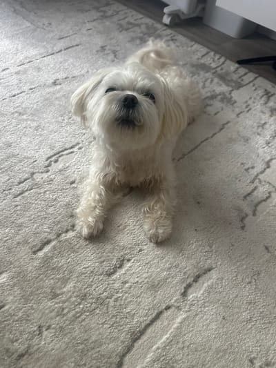 A small, white fluffy dog, possibly a Maltese, is lying on a light-colored rug with a subtle grey pattern. The dog is facing the camera, with its head tilted slightly upwards. Its eyes are dark and open, and its nose is black. Its fur is long and appears to be a light white or cream color, with some slight waviness. The rug has a textured surface and a contemporary design, with abstract grey lines that resemble marble or wood grain. The lighting suggests it might be daytime, possibly indoors in a well-lit room. The overall impression is one of a calm and relaxed pet in a home environment. There is no visible text in the image.