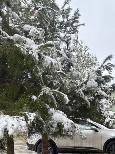 A close-up shot shows snow-covered evergreen branches filling the frame, their needles dusted with white. A white car is partially visible on the right edge, its tire and side panel also coated in snow. The sky is overcast and grey. The composition suggests a cold, winter day with a focus on the snow-laden foliage.
