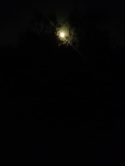 The image depicts a nighttime scene in Al-Mawasi, Palestinian Territories. A prominent, bright, circular light source, consistent with the moon, is positioned in the upper-middle section of the frame. This light source is partially obscured by the dark silhouettes of dense foliage and tree branches, visible on its left, right, and slightly above it. A subtle, diagonal light streak or lens flare extends downwards and to the right from the light source. The majority of the lower half of the image is rendered completely black, providing no discernible detail. No individuals, man-made structures, or specific ground features are visible. The overall environment appears natural and dark, illuminated primarily by the singular light source through vegetation.