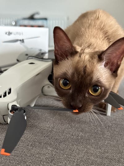 A Siamese cat with large, golden eyes and brown fur is positioned close to a white drone. The cat's head is tilted, and its nose is almost touching one of the drone's propellers. The propellers are dark gray with orange tips. The drone is a DJI Mini 2 SE. The cat's ears are pointed and large. The background consists of a gray, textured surface, possibly a carpet or fabric. To the left of the drone, a white box with visible text "DJI Mini 2 SE" is partially visible. The image appears to be taken indoors in a well-lit environment. There is no indication of time of day or weather. The cat's intense gaze suggests curiosity or playfulness towards the drone.