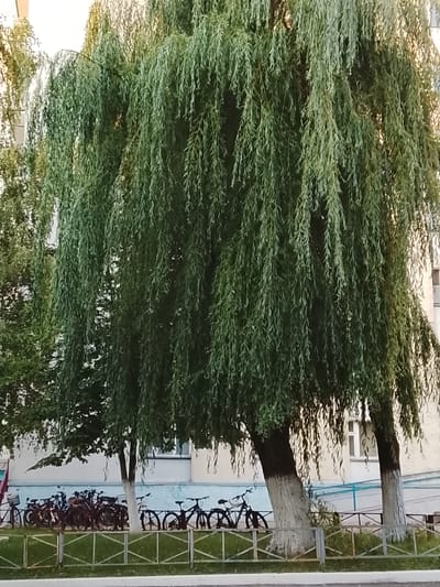 A large weeping willow tree dominates the foreground of this outdoor, medium-shot photograph. Its long, green, drooping branches hang down, obscuring much of the background. Behind the tree, a light-colored building with windows is visible, suggesting an urban or suburban setting. Several bicycles are parked in a row in front of the building, some leaning against each other, behind a metal fence. The bicycles are dark in color and appear to be standard adult-sized models. The setting appears to be a public area, possibly a courtyard or a sidewalk.
The light in the image suggests it is daytime, with a slightly hazy or overcast sky, as there are no strong shadows. The overall mood is calm and unremarkable. There is no visible text in the image. The context provided indicates the location is Zhlobin, Belarus.