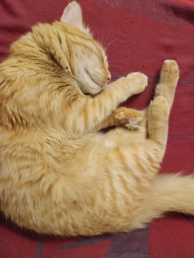The image shows a close-up of an orange tabby cat sleeping curled up on a red surface with a dark blue plaid pattern. The cat's fur is a warm, light orange with darker tabby stripes. Its eyes are closed, and its mouth is slightly open, suggesting it is deeply asleep. One of its paws is resting on its chest, and another is extended upwards. The lighting is soft, and the overall mood is peaceful and relaxed. There is no visible text in the image. The setting appears to be indoors, likely a home environment, given the comfortable posture of the cat and the domestic fabric it is resting on. The time of day and weather are not discernible.