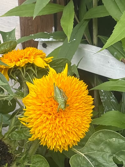 A bright yellow, fluffy sunflower with a green grasshopper on its petals is the main subject of the image. The sunflower is in full bloom, with its petals fanned out in a circular pattern. The grasshopper is positioned in the center of the flower, its body angled slightly to the right. Behind the sunflower, other sunflowers and green leaves are visible, some of which are out of focus. The background appears to be a garden setting, with hints of a wooden fence and a white structure. The lighting suggests it is daytime, with natural light illuminating the scene. The location of Лотос Снт (марьино), Russia, is not visually discernible from the image itself.