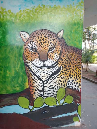 This is a photograph of a mural painted on the exterior wall of a building. The mural depicts a jaguar's head and upper body, rendered in bold, impressionistic brushstrokes. The jaguar has distinct black rosettes on an orange-yellow coat, and a white underside with black stripes. Its eyes are alert, and its mouth is slightly open, revealing teeth. The background is a vibrant green, suggesting lush foliage, with a light blue sky and wispy clouds at the top. In the foreground, beneath the jaguar, is a depiction of brown earth or wood, a body of blue water, and a dark-colored animal, likely a caiman, with one visible eye. Several large, green, lily-pad-like leaves float on the water. The mural is painted on a concrete pillar, which is visible on the right side of the frame. The architectural style of the building and the tropical vegetation in the background, including palm trees, suggest a location in a warm climate. Based on the context provided, this mural is located in Cáceres, Brazil. The scene is static, showcasing a painted representation of wildlife.
