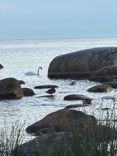 This image depicts a serene natural scene at the coast of Haabneeme alevik, Estonia. The water is calm with gentle ripples reflecting the overcast sky. Large, smooth rocks are scattered throughout the water, some partially submerged and others breaking the surface.
In the middle ground, a graceful white swan swims serenely. To its right, a brown duck stands on a rock, its body angled slightly away from the viewer. In the foreground, tall, thin reeds with seed heads are growing along the water's edge, partially obscuring some of the foreground rocks. The overall impression is one of tranquility and natural beauty.