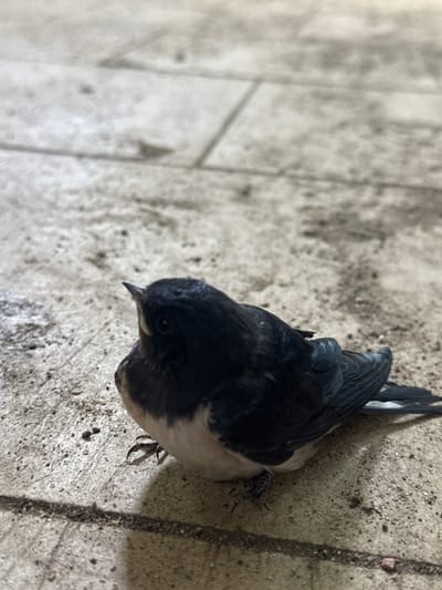 A young swallow, likely a nestling, is lying on its side on a textured, light-colored tiled surface. The bird has dark blue-black plumage on its head and back, with a white chest and belly. Its beak is pointed and dark. One of its small, dark feet is visible, with thin toes and claws gripping the surface. The tiled ground appears weathered and slightly dusty, with some small specks of debris scattered across it. The background is blurred, suggesting a shallow depth of field. This scene is observed from a low angle, close to the ground. The location is identified as Vlasikha, Russia.