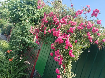 This media file captures a vibrant, sun-drenched garden scene in Azov, Russia. The primary subjects are a lush climbing rose bush, laden with clusters of bright pink flowers, and a backdrop of green foliage. The roses are the focal point, cascading over a green metal fence and a section of a red-trimmed chain-link fence.
In the foreground, to the left, two bright orange daylily flowers stand tall amidst verdant green grass and other plants. The setting is clearly outdoors, with a clear blue sky visible in the upper portion of the image, suggesting fair weather and a sunny day. The time of day appears to be late morning or early afternoon, given the strong sunlight casting shadows.
The green metal fence runs diagonally across the image, creating a sense of depth. A portion of a red-trimmed chain-link fence is also visible, further defining the garden boundary. The dense green leaves of other plants and trees form a rich, textured background. The overall impression is one of natural beauty and abundant growth, evoking a feeling of warmth and tranquility associated with a summer day. There is no visible text in the media file.