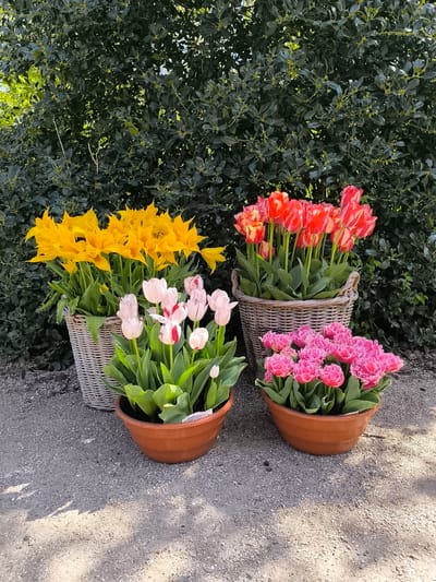 The scene is a display of four potted tulip plants in Sint Maartensvlotbrug, Netherlands. Two are in woven baskets, and two are in terra cotta pots. The tulips are yellow, red and white striped, pink and white striped, and pink. They are arranged on a gravel surface in front of a lush, dark green hedge. Shadow patterns from the sun appear on the gravel. There are no people visible.