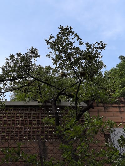 The image displays an outdoor scene in Hyderabad, India, characterized by a fruit-bearing tree, a brick wall, and a chain-link fence under a clear sky. A large tree occupies the central and upper-mid sections, its branches heavily laden with numerous spherical, rough-textured, light green to brownish-green fruits, consistent with Aegle marmelos (Bael). The tree's foliage is dense and dark green. A pale blue, cloudless sky is visible above the tree canopy. To the far right, behind the main tree and wall, additional dense green foliage is present, indicating more distant vegetation. In the mid-ground, a reddish-brown brick wall stretches across the frame. The upper part of this wall features a decorative screen composed of rectangular and square lattice openings, while the lower section is solid masonry. A dark, diamond-patterned chain-link fence is visible in the immediate foreground, partially obscured by scattered green leaves and branches. No individuals or discernible actions are depicted in the scene.