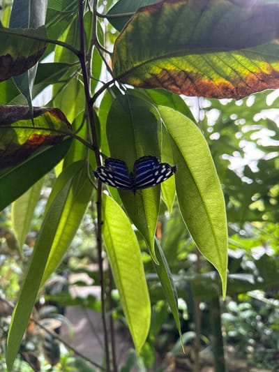 A butterfly with blue and white striped wings is perched on a cluster of long, green leaves. The leaves appear to be part of a larger plant, with some leaves showing signs of browning or decay around the edges. The background is a blur of green foliage, suggesting a natural setting, likely a garden or park. The photo was taken at the Stratford Butterfly Farm in Stratford-on-Avon, United Kingdom.