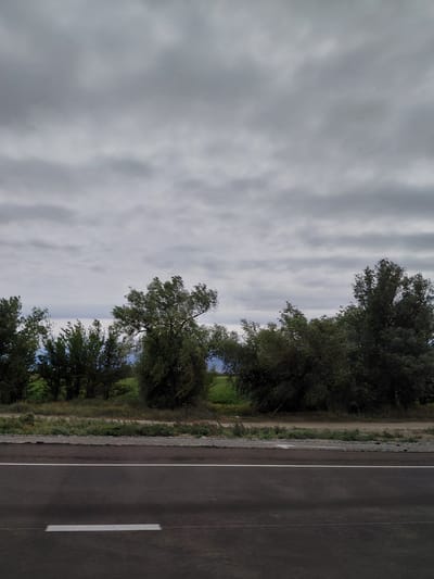 The image captures a roadside view under a heavily overcast sky. A dark asphalt road with a white lane marker runs horizontally across the bottom of the frame. Beyond the road, a strip of dry grass and low vegetation borders a dense line of trees. The trees are a mix of lighter and darker green foliage, with some appearing windswept. In the distance, hints of green fields are visible through gaps in the trees. The sky is filled with a thick, uniform layer of grey clouds, suggesting impending rain or a generally dull weather day. The scene appears to be an exterior shot, possibly taken along a highway outside of a populated area, given the natural elements and lack of urban infrastructure. There are no people or vehicles visible in the image. The location is described as Qazaqstan, Kazakhstan.