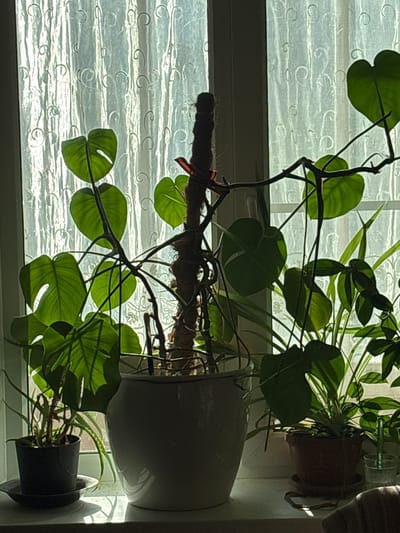 The image shows a close-up of houseplants on a windowsill. The plants are green and lush, with large, heart-shaped leaves and thin, branching stems. One plant appears to be a Monstera, with its characteristic fenestrated leaves. The plants are in pots, one of which is a large, white ceramic planter, and another is a smaller black pot. The windowsill is set against a window with white, translucent curtains that have a subtle, repeating pattern of swirls. Sunlight is streaming through the window, casting shadows and highlighting the textures of the leaves and curtains. The overall scene suggests a home environment, likely indoors. The lighting indicates it is daytime, possibly morning or afternoon, given the bright sunlight. There is no visible text in the image.