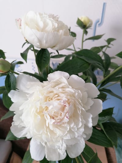 The image displays a close-up of several white peonies in bloom, set against a light-colored wall with a subtle blue and white patterned wallpaper. The foreground is dominated by a large, fully open peony with delicate, ruffled petals. There are small water droplets visible on its petals, suggesting it may have been recently watered or is dewy. Behind this prominent flower, another large white peony is partially visible, also with water droplets. To the right, a smaller, closed yellow bud is present, with a blurred blue object behind it, possibly a decorative item or part of the room's fixtures. Green leaves and stems are interspersed throughout the composition, adding depth and contrast to the white blossoms. The lighting suggests an indoor setting, likely a domestic environment. No people are present in the image. The scene is static and focuses solely on the floral arrangement. There is no information available that links this image to the city of Stropi, Latvia.