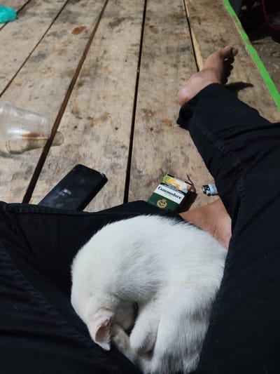 The image depicts a close-up view of a person's lap where a white cat is sleeping, curled up and nestled in black fabric. The person is wearing black pants. To the right of the cat, a pack of "Commodore Filter" cigarettes and a lighter are visible. Further to the right, a bare foot and ankle are resting on a wooden surface. In the background, the wooden surface appears to be a table made of planks. A clear plastic cup with some dark liquid residue is also present on the wooden table to the left. The overall environment suggests an outdoor or semi-outdoor setting. The image does not provide any specific details to ascertain the location within the city of Dayahbaro, Indonesia, beyond what is generally observable in the scene.