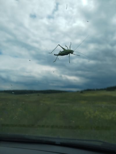 A green grasshopper is positioned on a window, its body in sharp focus against a blurred background. The grasshopper is dark green, with long antennae extending forward and backward. Its legs are visible, gripping the surface of the window. Beyond the grasshopper, a cloudy sky dominates the upper portion of the image, with streaks of blue and white. The lower portion of the image shows a blurry, green, and yellow field, with a dark, indistinct treeline in the distance. The foreground appears to be the interior of a vehicle, with a dark dashboard visible at the bottom. The scene is likely outdoors, possibly during the daytime. The specific location in Chebarkul', Russia cannot be determined from the visual information provided in the image.