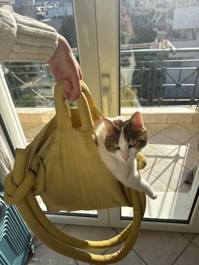 The scene is an interior view within the Anavissos Municipal Unit, Greece, depicting a domestic short-haired cat situated inside a yellow, soft-sided tote bag. A light-skinned human hand, wearing a cream-colored ribbed long-sleeved garment, grasps the padded handles of the bag, holding it suspended. The cat, primarily white with brown tabby markings on its head and back, possesses green eyes and looks forward, with its head and one front paw extended from the bag's opening. The yellow bag features thick handles and a distinctive knotted detail on its lower left side. To the immediate left, a portion of a blue hardshell suitcase is visible on the floor. The background consists of a large glass door or window, through which an outdoor residential environment is observed. Elements visible outside include a black metal balcony railing with circular patterns, distant buildings, green foliage, and a clear, brightly lit sky. A faint reflection of a person is discernible on the glass surface.