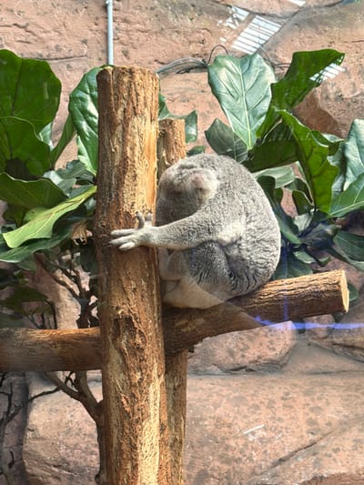 The media file shows a koala sleeping curled up on a wooden branch in an indoor enclosure. The koala is gray and fuzzy, with its head tucked into its body, and one paw dangling over the edge of the branch. Behind the koala, large green leaves are visible, suggesting a naturalistic habitat. The background consists of a rough, rocky wall, indicative of a zoo or wildlife park setting. A vertical wooden post is also present, supporting the branch. The lighting suggests it is daytime, and the environment appears to be dry. The overall mood is peaceful and serene, reflecting the koala's sleepy state. The location is Saint-Aignan, France. No visible text is present.