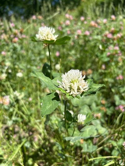 The image is a close-up, outdoor photograph of white clover flowers blooming in a grassy field. The foreground is dominated by a white clover blossom with multiple small florets, supported by green leaves and a slender stem. Another white clover flower is visible slightly above and to the left of the main subject, also with green foliage. The background consists of a dense field of green grass interspersed with more clover blossoms, some appearing pinkish and others white, all rendered out of focus due to a shallow depth of field. Sunlight illuminates the scene, creating highlights on the petals and leaves. The environment suggests a natural or semi-natural setting, such as a meadow, park, or undeveloped area. This image was captured in Tczew, Poland.