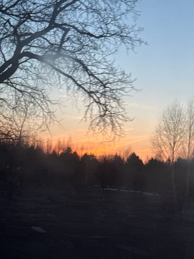 The image depicts a sunrise or sunset over what appears to be a forested area. In the foreground, there is a silhouetted bare tree with intricate branch patterns against the sky. The sky transitions from a pale blue to a gradient of orange and yellow near the horizon, indicating the presence of the sun. The sun is barely visible, obstructed by the treeline. There are some streaks in the sky which could be contrails from airplanes. The forested area is dark, contrasting with the bright sky. I cannot confirm that this location is in Krasnye Gorki, Russia.