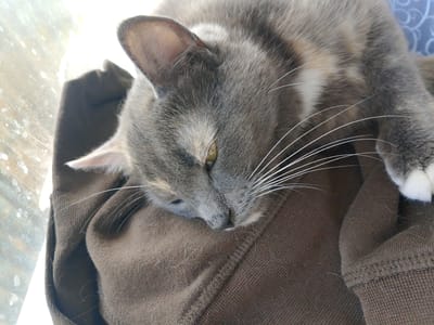 A close-up shot shows a fluffy gray cat resting on a brown knitted surface, possibly a sweater or blanket. The cat's head is lowered, with its face nestled into the fabric. Its eyes are partially closed, suggesting it is sleepy or relaxed. Long, white whiskers extend outwards from its muzzle. The cat's fur appears to be a mix of gray and some lighter, cream-colored patches, particularly around its neck and chest. A portion of its white paw is visible on the right side of the frame. The brown fabric has a visible texture, and appears to have some light-colored lint or cat hair on it. In the background, a blurry, bright light source can be seen to the left, possibly indicating a window or outdoor light. A hint of a blue patterned fabric is visible in the upper right corner. The overall mood is tranquil and cozy.