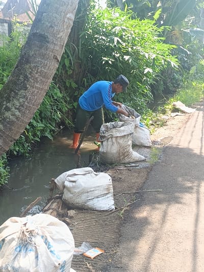 This image depicts an outdoor scene in Sindangasih, Indonesia, under daylight conditions. An adult male is positioned within a shallow, muddy, water-filled ditch, wearing a blue long-sleeved shirt, dark shorts, a dark cap, and orange knee-high rubber boots. He is bent forward, actively handling materials within a large, white woven sack placed on the elevated bank beside the ditch. A dark, stick-like object is partially submerged in the water near his left leg.

Multiple similar white woven sacks, some appearing filled, are situated on the ground adjacent to the ditch. Scattered debris, including plant matter and a small plastic wrapper, is visible on the dirt and rough concrete bank. A large, rough-barked tree trunk, possibly a palm, is prominent in the left foreground, angling across the frame. Dense green vegetation, featuring broad-leafed plants, forms the background behind the ditch. Part of a building with a brown roof is partially visible through the foliage in the upper-left background. To the right of the ditch and bank, an asphalt road runs parallel to the scene. The area is brightly lit by sunlight, casting defined shadows.