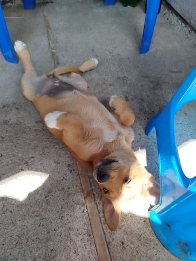 A light brown puppy is lying on its back on a concrete surface, with its paws in the air. The puppy has white markings on its chest and paws. Blue plastic chairs are visible in the background and to the right of the puppy. Sunlight casts a shadow on the ground to the left of the puppy. The scene appears to be outdoors, possibly a yard or patio. The puppy looks relaxed and content. There is no visible text in the image.