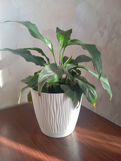 A potted green plant sits on a wooden table in front of a patterned wall. The plant has large, dark green leaves and is in a white, textured pot. Sunlight casts a shadow on the wooden surface from the left side of the image. The wall behind the plant has a faint floral pattern. The scene appears to be indoors, likely in a residential setting. No people are present. The image was taken in Oriv, Ukraine.