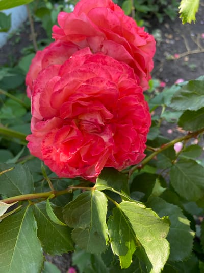 This is a close-up, high-angle, medium shot of a blooming pink rose bush. The rose is the main subject, with multiple layers of petals, tinged with a deeper pink toward the edges. The rose is in focus, while the background is softly blurred. The background consists of other rose blooms and green foliage, with hints of dark soil and a gray, possibly paved, surface. A few water droplets are visible on the rose petals. The lighting suggests it is daytime, with sunlight casting shadows and highlighting the textures of the petals and leaves. The overall mood is serene and natural. There is no visible text in the image.