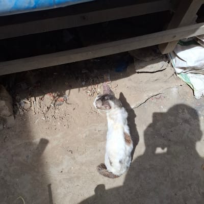 A tabby and white cat is pictured outdoors, lying on a dirt ground littered with debris. The cat is facing away from the camera, looking to the left. Sunlight casts shadows on the ground, creating a dappled effect. In the background, there appears to be a structure made of wood and possibly some bags. The scene is likely located in a less maintained area.