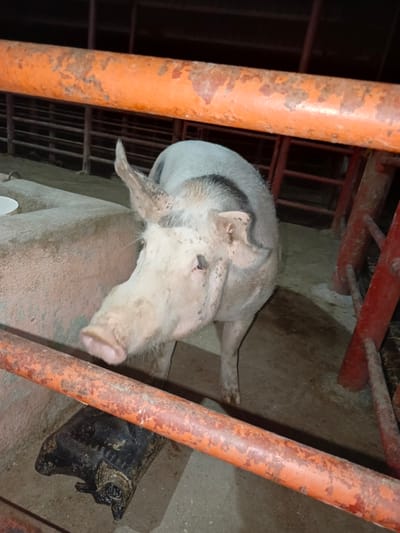 The image depicts a single pig in what appears to be an indoor enclosure. The pig is light-colored with dark patches, and is standing behind a rusted orange metal fence. The flooring is a light, dirty gray. In the bottom left corner, behind the fence, is a dark, lumpy object. The background features a darker, indistinct area with more metal bars and structural supports. The setting is possibly a livestock pen or barn. There is no evidence to confirm the location as Los Leoncitos, Venezuela.