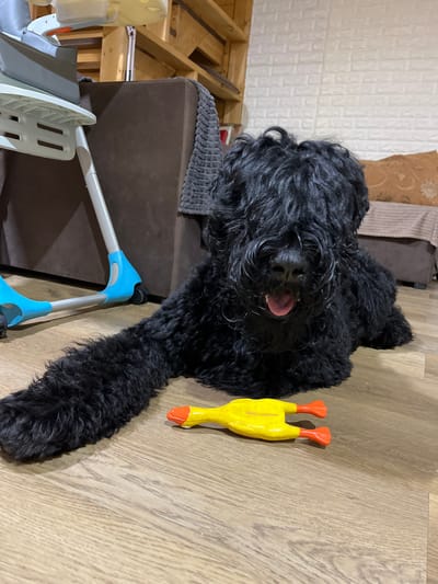 A large, shaggy black dog is lying on a light brown wooden floor, with its front left leg stretched out towards a bright yellow rubber chicken toy with orange feet. The dog's face is mostly obscured by its fur, but its mouth is open, revealing its pink tongue and teeth. Behind the dog, a brown sofa is visible, draped with a grey fuzzy blanket. To the left of the dog, a portion of a white and grey child's high chair or activity center is visible, with blue accents on its base. The background includes wooden shelving and a wall covered in white textured panels that resemble brick. The overall setting appears to be an indoor residential space. The location is noted as the city of Nagorny, Russia.