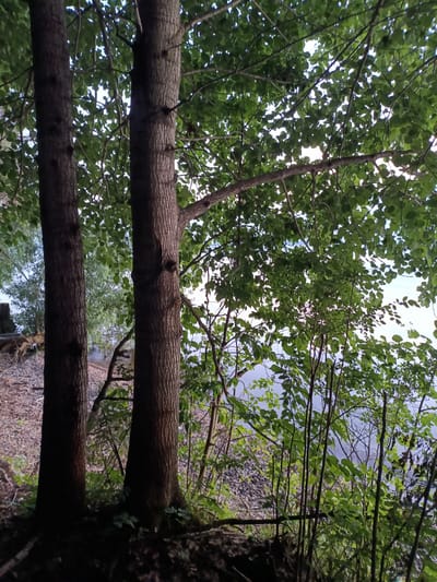 Two mature trees with rough bark stand in the foreground, their trunks silhouetted against a backdrop of green foliage. The trees are positioned close together, with the left trunk appearing slightly wider than the right. Beyond the trees, a body of water is visible, with a shoreline of small stones and pebbles. The water is a muted blue, reflecting the overcast sky. The scene is situated in a natural environment, likely a park or forest, with the water suggesting a lake or river. There are no people or animals visible in the image. The overall impression is one of a tranquil, natural setting. The location is specified as Горы, Russia.