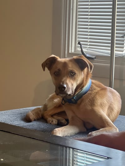 A medium-sized, light brown dog with floppy ears and a blue collar is lying on a gray textured surface, possibly a couch or ottoman. The dog is looking directly at the camera with its paws crossed. In the background, there is a wall and a window with horizontal blinds. The scene appears to be indoors. No specific location in the city of Jackson, United States of America can be determined from the image.