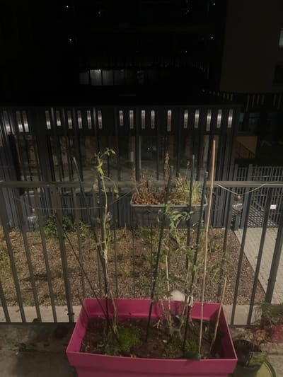 The image depicts a nighttime outdoor scene, likely from a balcony or ground-floor terrace, overlooking a communal garden area and residential buildings in Amiens, France.
In the immediate foreground, a bright pink rectangular planter box contains dark soil, some green moss, and several tall, slender green plants, possibly tomatoes, supported by numerous dark vertical stakes. To the right, a small part of another dark pot with vegetation is visible. The foreground floor is dark paving, appearing wet in areas.
A dark metal railing separates the immediate foreground from the midground. Behind this railing, a string of decorative outdoor lights with exposed Edison-style bulbs is strung horizontally. The ground directly beyond the railing is sparsely vegetated earth or mulch. Further back, a prominent dark metal fence composed of vertical slats is visible. This fence features multiple rectangular white plaques with words in French, including "Méridien," "Orphée," "Ellipses," "Chorda," "Hypérion," "Arctica," "Aequas," "Centaurus," "Denebola," "Orion," and "Persée," identifying the location as the "Éclat Boréal" complex near Quai de la Somme in Amiens. An elevated, dark rectangular planter box containing dry plant material and light-colored pebbles is mounted on or behind this fence. To the right, a paved walkway is partially visible beyond the fence.
The background consists of dark modern buildings with illuminated windows, indicating an urban residential environment at night. The sky is dark and unfeatured. No individuals are present in the scene.