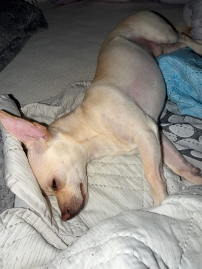 In Kermen, Bulgaria, a small, light-colored dog, appearing tan or cream, is observed lying supine on a bed. The dog's head is turned to its left, resting on a light-colored, quilted blanket with a linear pattern. Its eyes are closed. The dog's forelegs are bent, and its hind legs are splayed, exposing its abdomen, which appears distended. A reddish discoloration is visible on the skin of the inner thigh/groin region. A patterned blue blanket is partially visible behind the dog's torso, and a darker grey textured fabric is present in the upper left background. The scene depicts an indoor environment with subdued lighting. No other individuals or direct interactions are evident.