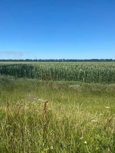 The image depicts a wide view of a rural landscape under a clear blue sky. In the foreground, there is a dense field of tall green grass and wildflowers. Behind this, a vast field of corn stretches towards the horizon, with its stalks reaching a considerable height. A thin line of trees forms a natural boundary at the far edge of the cornfield, against the backdrop of the sky. A subtle plume of smoke or dust is visible in the distance, near the treeline on the left side of the image. The overall impression is one of agricultural land in a serene, natural setting. The location is identified as being in the vicinity of Myrne, Ukraine.