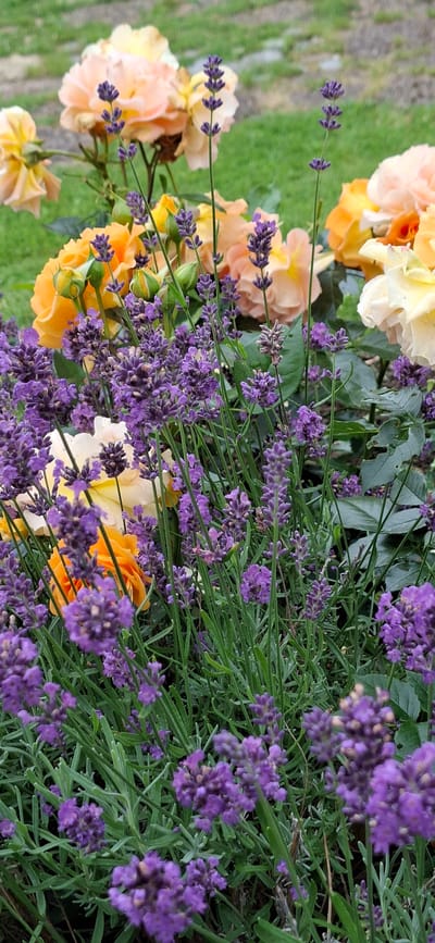 A close-up, eye-level shot captures a dense bed of blooming lavender interspersed with roses in shades of yellow, peach, and orange. The lavender flowers are a vibrant purple, with multiple spikes of tiny blossoms reaching upwards. The roses are in various stages of bloom, some fully open and others still in bud. The background consists of blurred green grass and some grey stone. The scene is set in a garden in Kohatu, Estonia, likely during the summer months when both lavender and roses are in season. There are no people or animals visible in the image, and no discernible actions or interactions are taking place. The lighting is soft and diffused, suggesting an overcast day or shade.