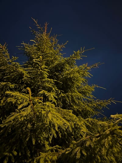 An outdoor, low-angle, close-up photograph depicts the upper branches of a mature pine tree against a dark night sky. The tree's needles are illuminated by a yellowish light source from below, creating a stark contrast with the deep blue sky. The branches are dense and extend upwards and outwards, with some twigs visible at the tips. No people or structures are visible. The scene is devoid of any specific geographical markers to determine its location within Sergeevka, Russia.