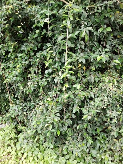 The scene, located in Hasanparthy mandal, India, depicts a dense, natural vegetative growth filling the entire frame. The primary subjects are interwoven plant species, characterized by abundant green foliage. Numerous small to medium-sized leaves, ranging in shades from dark to medium green, are visible across the image, supported by a network of thin, woody stems. Scattered patches of lighter green indicate new growth, with a few isolated leaves displaying a yellowish discoloration. At the bottom of the frame, a distinct layer of lighter green ground cover plants with small, rounded leaves is present. No human subjects, animals, or man-made objects are observed. The environment appears undisturbed, showcasing a natural, verdant ecosystem under ambient lighting conditions. No actions or interactions are depicted.