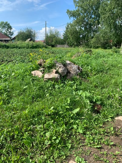 The image depicts an outdoor scene in Barsai, Russia, characterized by lush green vegetation and a clear blue sky with scattered white clouds. In the foreground, a patch of uneven, rocky ground is covered with various types of grass and wild plants. Several large, light-colored rocks are clustered together in the middle ground, with some of them partially overgrown with greenery and small yellow flowers. To the left of the rocks, a field of crops, likely potatoes, stretches out. Beyond the field, a wooden fence marks the boundary of the property. In the background, a scattering of trees, including birch trees with their distinctive white bark, stand tall. Several rustic wooden houses with red roofs are visible nestled among the trees, suggesting a rural or semi-rural residential area. A single wooden utility pole with wires running across it is also present. The overall impression is one of a tranquil, sun-drenched day in a Russian countryside setting.