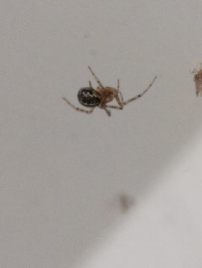 A close-up, slightly blurred image shows a small spider with a mottled brown and black abdomen and thin, brown legs. The spider is suspended in the air, appearing to be hanging or walking on a surface that is out of focus. Its legs are spread wide, suggesting movement or stability. In the background, another blurry, light-brown object is visible on the right side, possibly another spider or an insect. The overall setting is a neutral, light-colored background, which could be a wall or ceiling. The image appears to be taken indoors, given the artificial lighting implied by the lack of strong shadows and the overall even illumination. There is no discernible text within the image. The focus is solely on the spider.