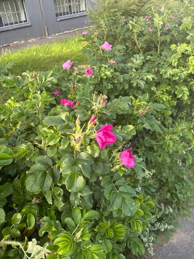 This media file is a photograph taken in Koltushi, Russia, capturing a dense, vibrant green bush adorned with bright pink flowers, likely rose hips in bloom. The bush is the primary subject, filling most of the frame and showcasing its lush foliage and delicate petals. The flowers, varying in their stage of bloom, add pops of color against the verdant background.

In the lower left portion of the image, a dark gray building is partially visible. It features two windows with ornate, white wrought-iron grilles. Adjacent to the building, a strip of bright green grass runs along a paved walkway or road. The paved surface is textured, suggesting it could be asphalt or concrete.

In the background, more greenery can be observed, including some smaller, delicate white flowers scattered amongst the leaves. The sunlight suggests it is daytime, with a bright but possibly diffused light casting gentle shadows, indicating fair weather conditions. The overall scene evokes a sense of natural beauty and the blooming season, possibly late spring or summer, in a residential or semi-urban setting in Koltushi. There is no visible text in the image.