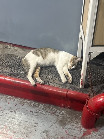 A domestic cat is sleeping on its side on a textured, dark gray surface. The cat has white fur with patches of gray and brown tabby markings on its back and tail. Its tail has distinct orange and black stripes. The cat is lying near a red painted metal barrier. Behind the barrier is a gray wall. To the right of the cat, a white structure with a wooden panel is visible, with a rusty chain hanging in front of it. The scene appears to be outdoors at night, possibly in an alleyway or public space in Kalijaten, Indonesia, given the context of previous images.