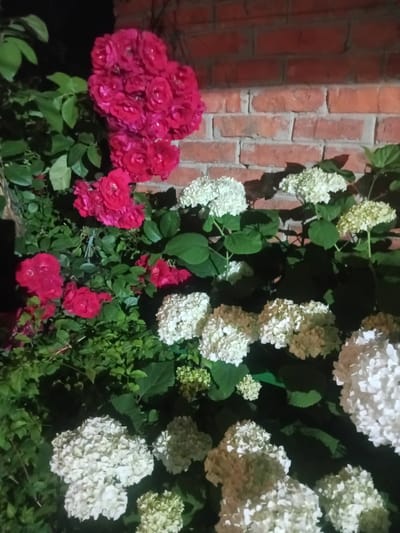 A cluster of vibrant pink roses stands out against a backdrop of green foliage and a textured red brick wall. To the right, large, fluffy white hydrangeas create a soft contrast. The image appears to be taken outdoors at night or in low light conditions, indicated by the darkness in the upper left corner and the illumination of the flowers. The scene is static and shows no people or discernible actions. The setting could be a garden or yard in the city of Bohodukhiv, Ukraine, given the provided context.