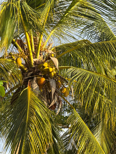 A close-up, low-angle shot captures a cluster of young coconuts hanging from a palm tree, their green skins illuminated by sunlight. The coconuts are gathered in a bunch, attached to a thick, textured trunk. The fronds of the palm tree, a vibrant green, fan out across the frame, some displaying a yellowish hue due to the light. The background is a soft, hazy blue sky, suggesting an outdoor, tropical setting. The image appears to have been taken in Baan Pang Ka, Thailand.
